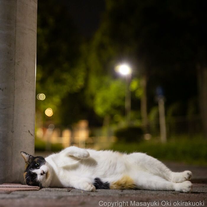 50 Hilariously Adorable Pictures Of Stray Cats As Captured By This Japanese Photographer (50 New Pics)