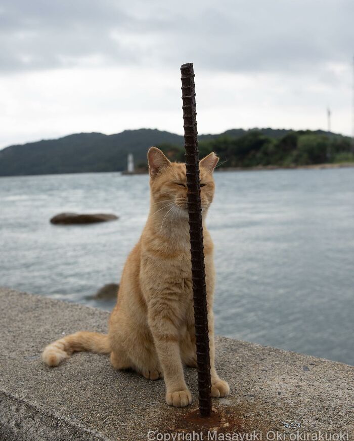 50 Hilariously Adorable Pictures Of Stray Cats As Captured By This Japanese Photographer (50 New Pics)