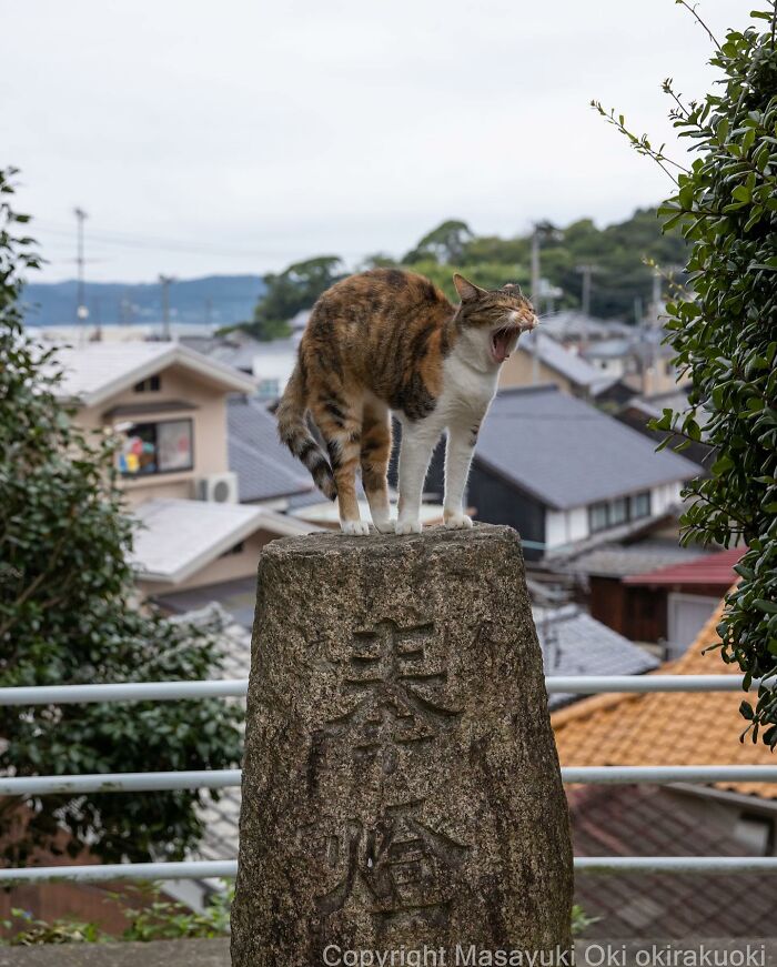 50 Hilariously Adorable Pictures Of Stray Cats As Captured By This Japanese Photographer (50 New Pics)