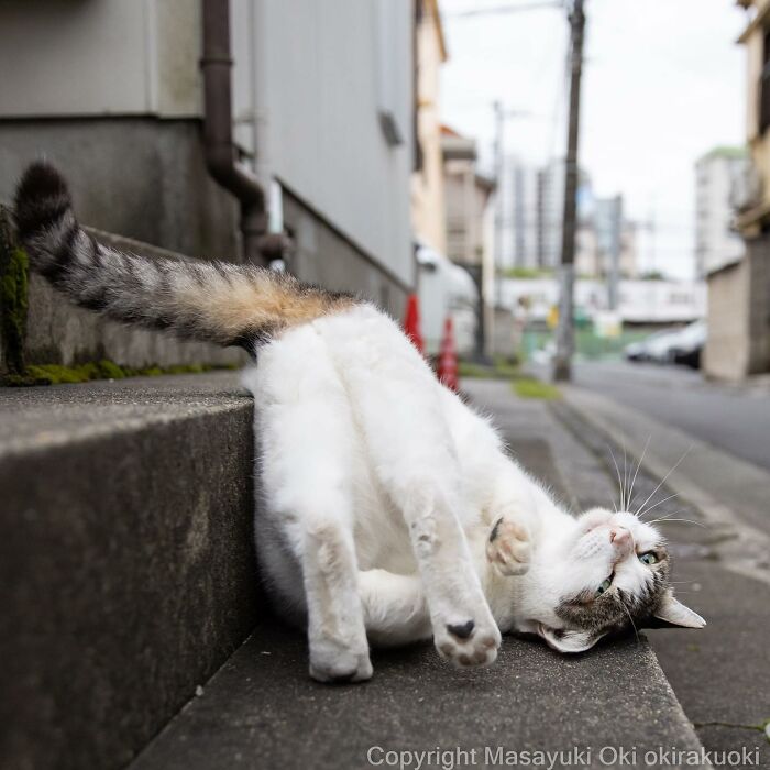 50 Hilariously Adorable Pictures Of Stray Cats As Captured By This Japanese Photographer (50 New Pics)