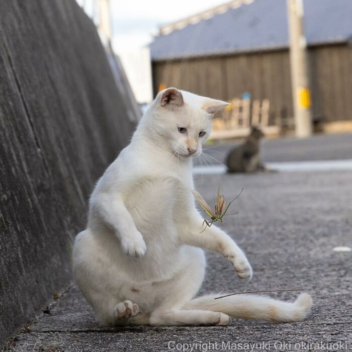 50 Hilariously Adorable Pictures Of Stray Cats As Captured By This Japanese Photographer (50 New Pics)
