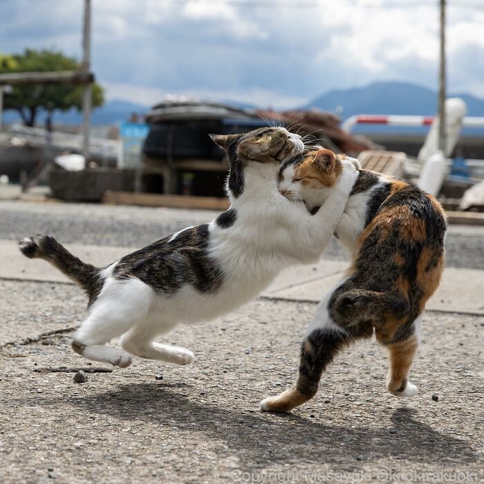 50 Hilariously Adorable Pictures Of Stray Cats As Captured By This Japanese Photographer (50 New Pics)