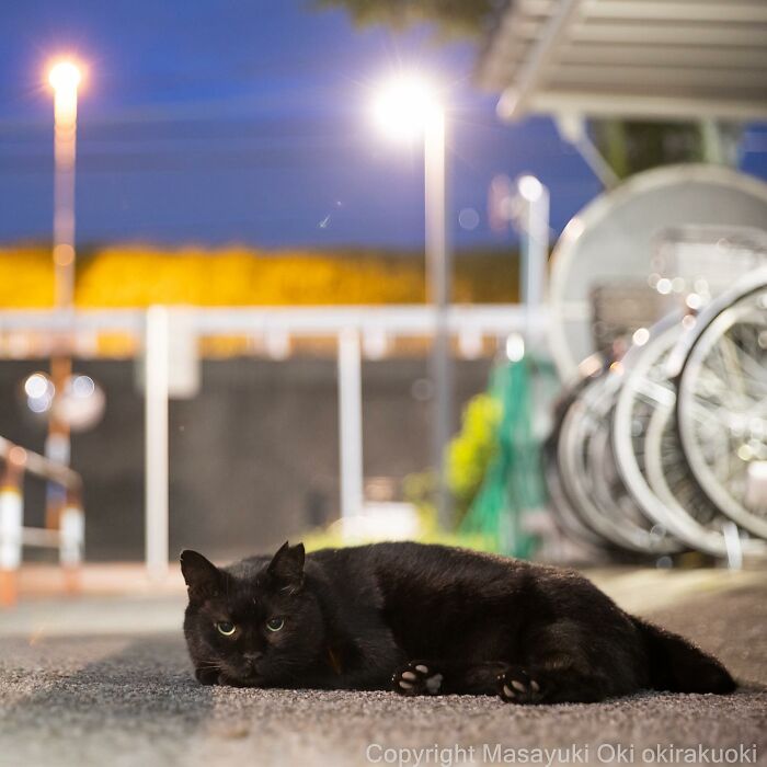 50 Hilariously Adorable Pictures Of Stray Cats As Captured By This Japanese Photographer (50 New Pics)