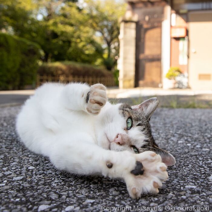 50 Hilariously Adorable Pictures Of Stray Cats As Captured By This Japanese Photographer (50 New Pics)