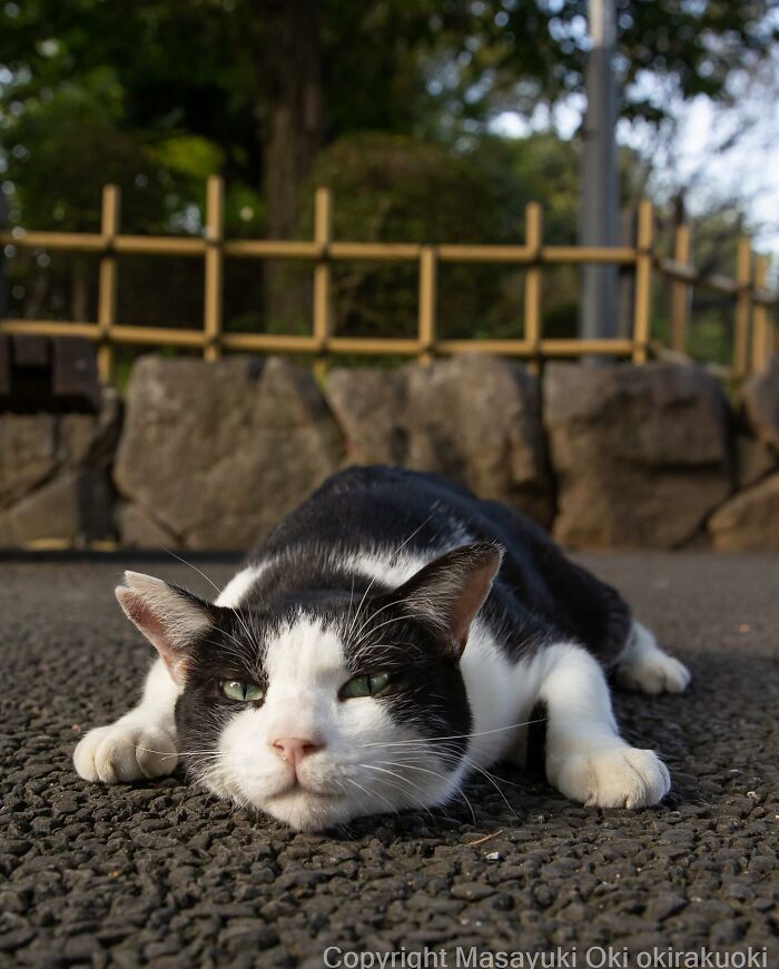 50 Hilariously Adorable Pictures Of Stray Cats As Captured By This Japanese Photographer (50 New Pics)