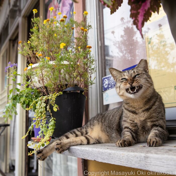 50 Hilariously Adorable Pictures Of Stray Cats As Captured By This Japanese Photographer (50 New Pics)
