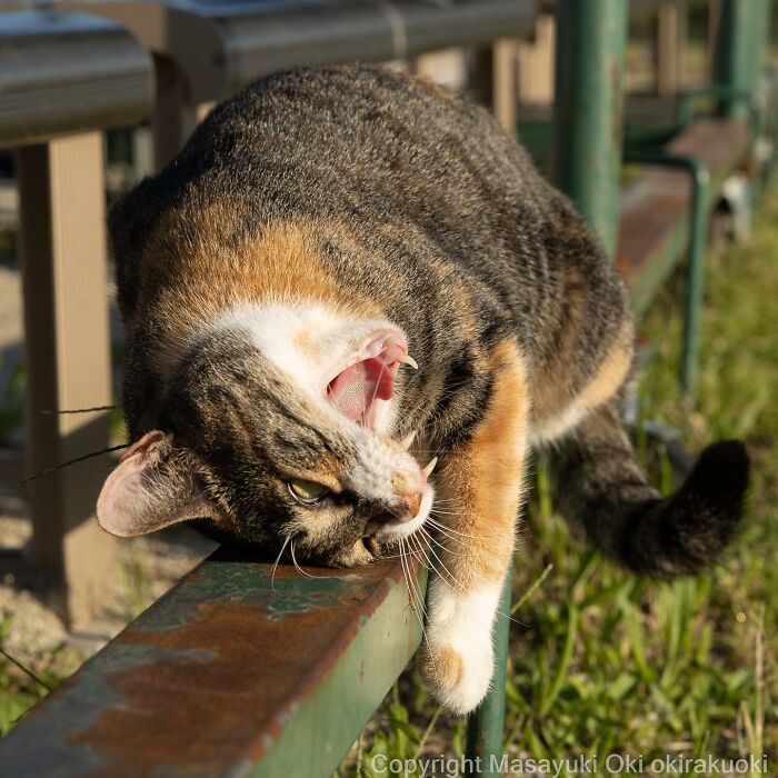 50 Hilariously Adorable Pictures Of Stray Cats As Captured By This Japanese Photographer (50 New Pics)