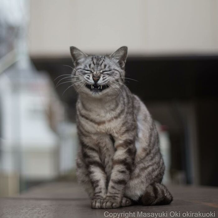 50 Hilariously Adorable Pictures Of Stray Cats As Captured By This Japanese Photographer (50 New Pics)