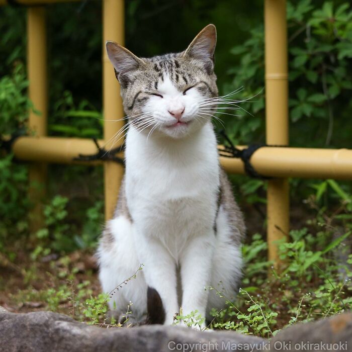 50 Hilariously Adorable Pictures Of Stray Cats As Captured By This Japanese Photographer (50 New Pics)