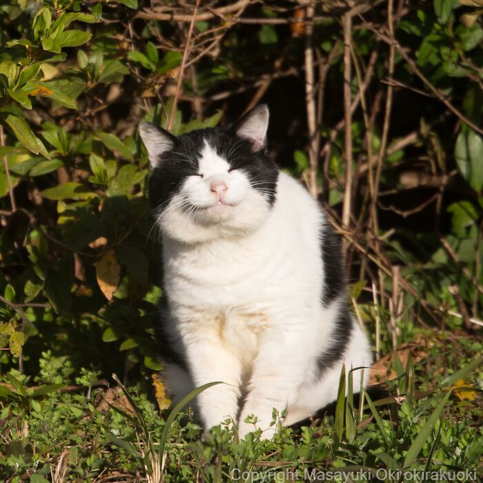 50 Hilariously Adorable Pictures Of Stray Cats As Captured By This Japanese Photographer (50 New Pics)