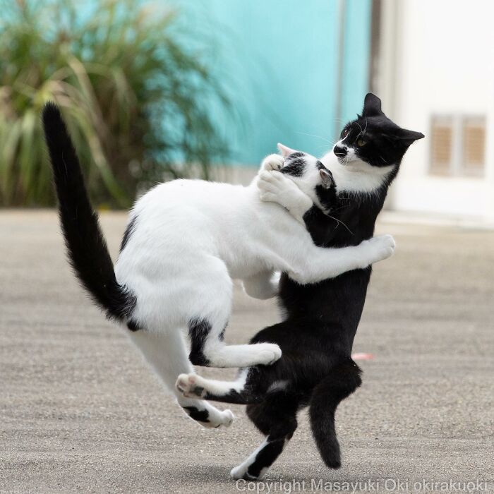 50 Hilariously Adorable Pictures Of Stray Cats As Captured By This Japanese Photographer (50 New Pics)
