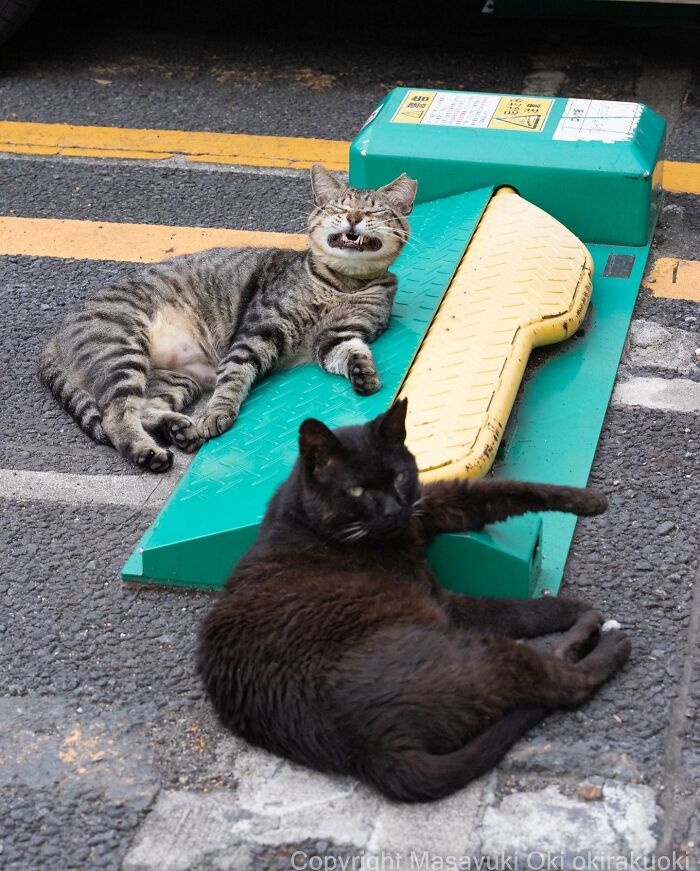 50 Hilariously Adorable Pictures Of Stray Cats As Captured By This Japanese Photographer (50 New Pics)