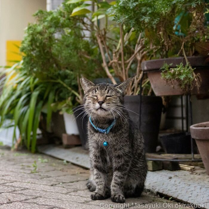 50 Hilariously Adorable Pictures Of Stray Cats As Captured By This Japanese Photographer (50 New Pics)