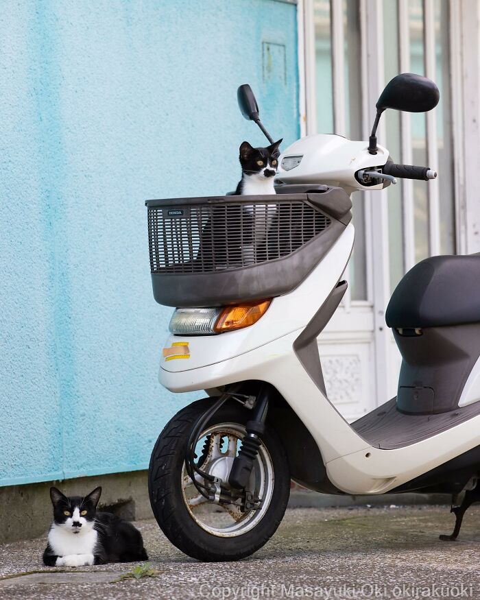 50 Hilariously Adorable Pictures Of Stray Cats As Captured By This Japanese Photographer (50 New Pics)