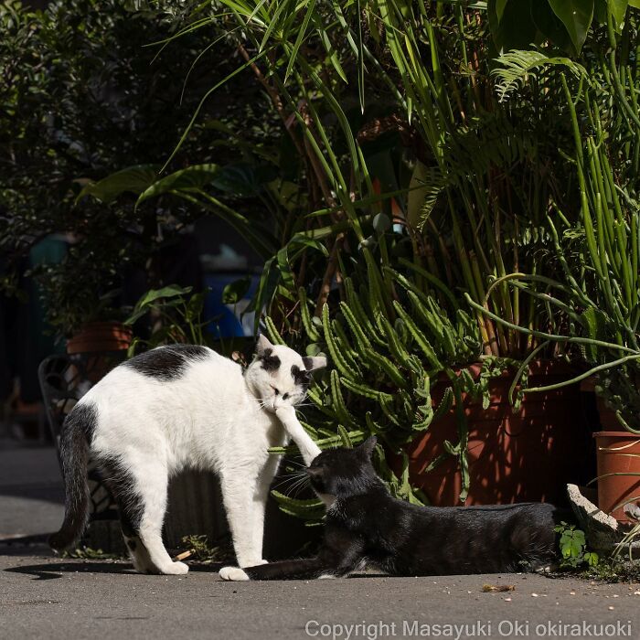 50 Hilariously Adorable Pictures Of Stray Cats As Captured By This Japanese Photographer (50 New Pics)