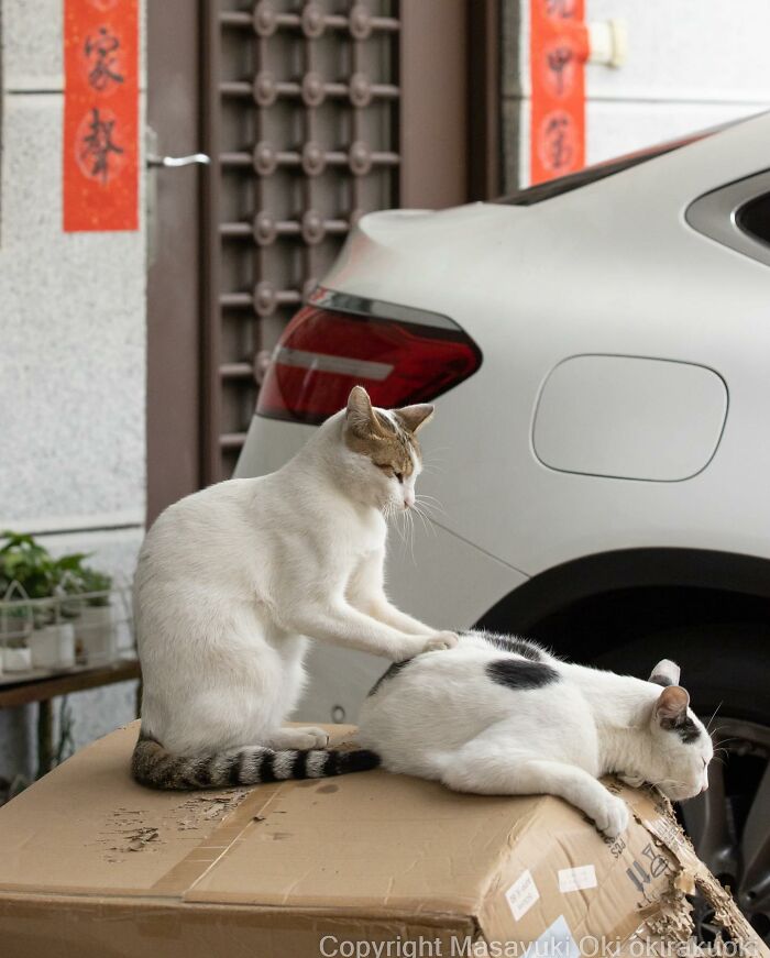50 Hilariously Adorable Pictures Of Stray Cats As Captured By This Japanese Photographer (50 New Pics)