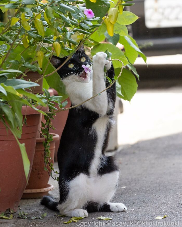 50 Hilariously Adorable Pictures Of Stray Cats As Captured By This Japanese Photographer (50 New Pics)