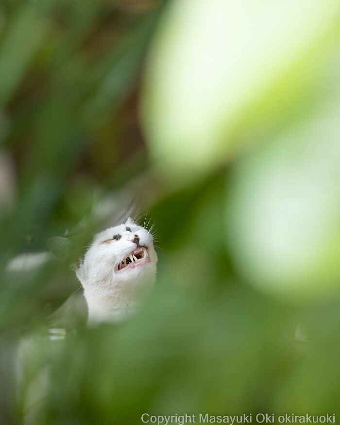 50 Hilariously Adorable Pictures Of Stray Cats As Captured By This Japanese Photographer (50 New Pics)