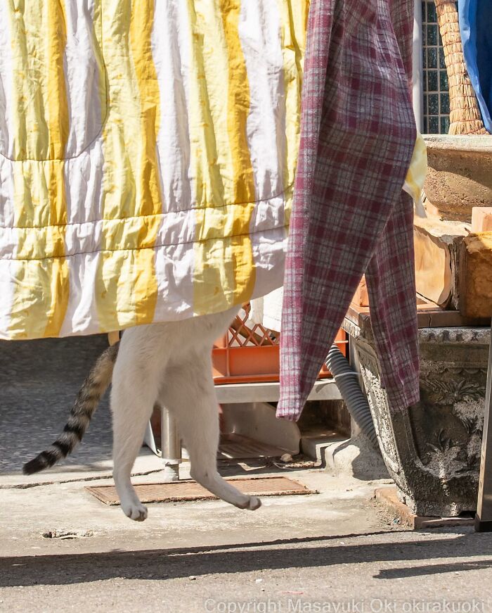 50 Hilariously Adorable Pictures Of Stray Cats As Captured By This Japanese Photographer (50 New Pics)