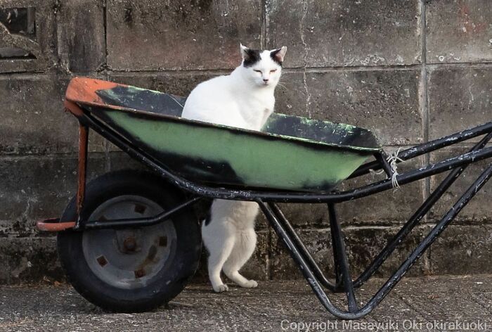 50 Hilariously Adorable Pictures Of Stray Cats As Captured By This Japanese Photographer (50 New Pics)