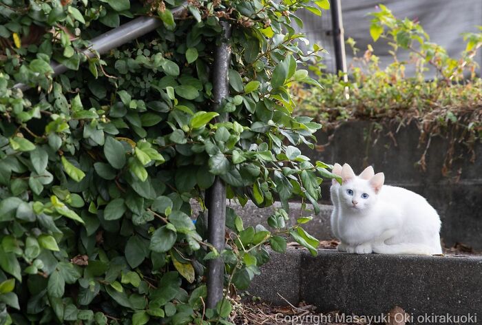 50 Hilariously Adorable Pictures Of Stray Cats As Captured By This Japanese Photographer (50 New Pics)
