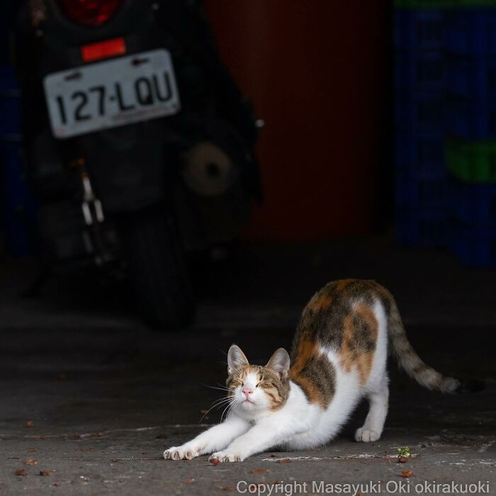 50 Hilariously Adorable Pictures Of Stray Cats As Captured By This Japanese Photographer (50 New Pics)