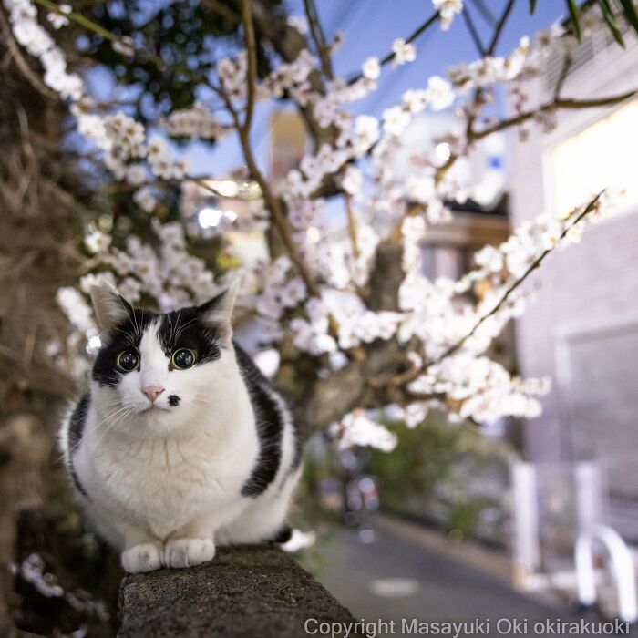 50 Hilariously Adorable Pictures Of Stray Cats As Captured By This Japanese Photographer (50 New Pics)