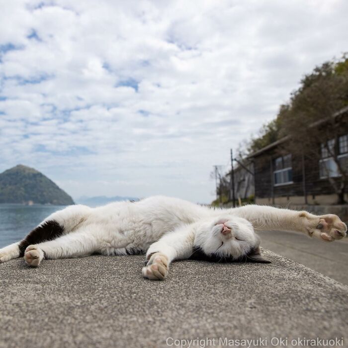 50 Hilariously Adorable Pictures Of Stray Cats As Captured By This Japanese Photographer (50 New Pics)