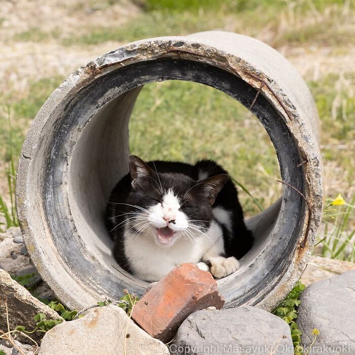 50 Hilariously Adorable Pictures Of Stray Cats As Captured By This Japanese Photographer (50 New Pics)