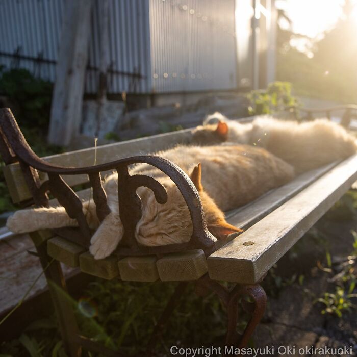 50 Hilariously Adorable Pictures Of Stray Cats As Captured By This Japanese Photographer (50 New Pics)