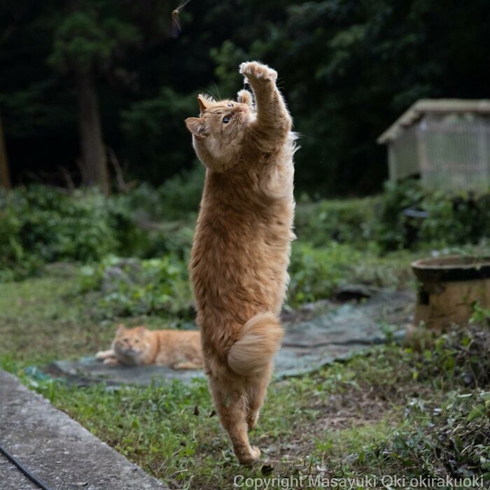 50 Hilariously Adorable Pictures Of Stray Cats As Captured By This Japanese Photographer (50 New Pics)