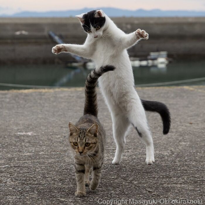 50 Hilariously Adorable Pictures Of Stray Cats As Captured By This Japanese Photographer (50 New Pics)