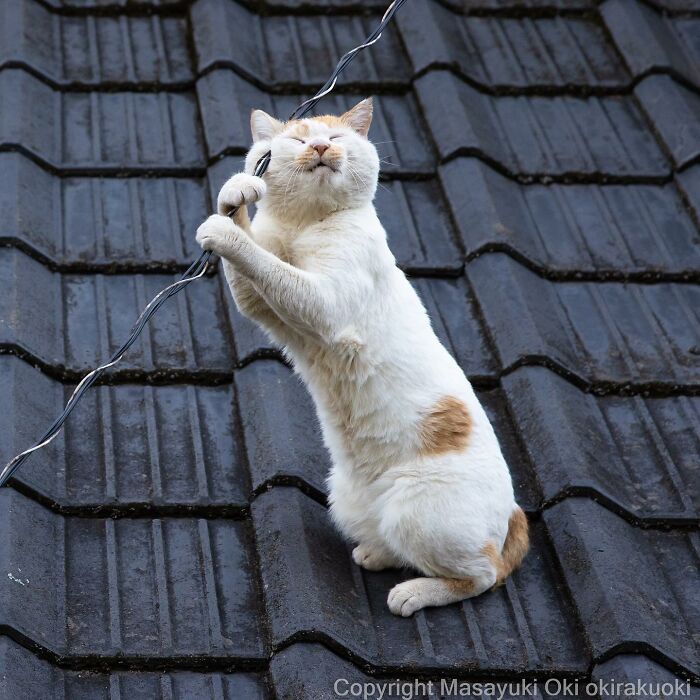 50 Hilariously Adorable Pictures Of Stray Cats As Captured By This Japanese Photographer (50 New Pics)