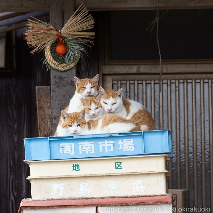 50 Hilariously Adorable Pictures Of Stray Cats As Captured By This Japanese Photographer (50 New Pics)