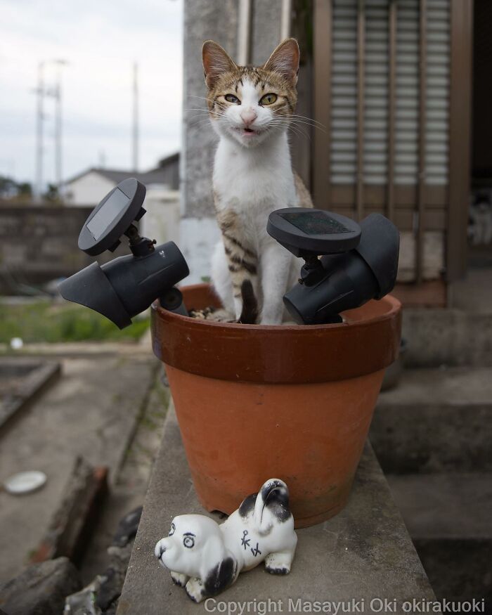 50 Hilariously Adorable Pictures Of Stray Cats As Captured By This Japanese Photographer (50 New Pics)