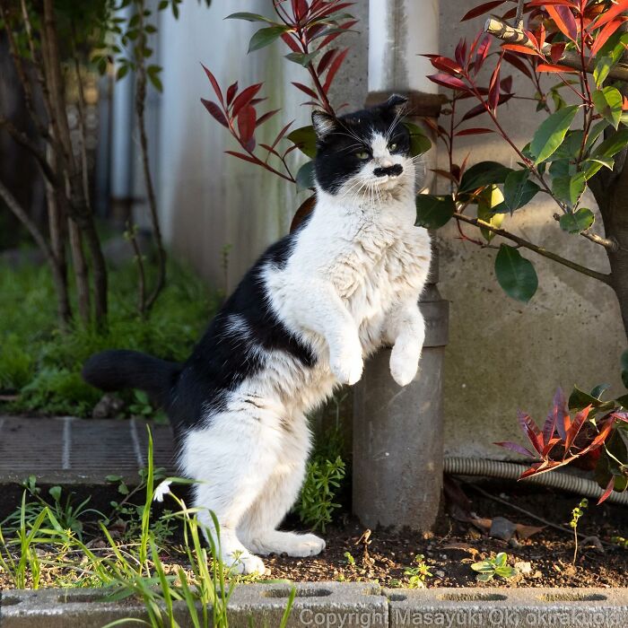 50 Hilariously Adorable Pictures Of Stray Cats As Captured By This Japanese Photographer (50 New Pics)