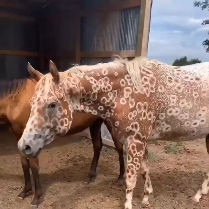 Los Appaloosa son una raza de caballos estadounidense conocida por su distintivo y colorido pelaje con manchas de leopardo. El patrón de color de cada caballo es el resultado genético de varios patrones superpuestos sobre uno de los varios colores de pelaje base reconocidos. Este Appaloosa en particular tiene un pelaje de leopardo y pavo real