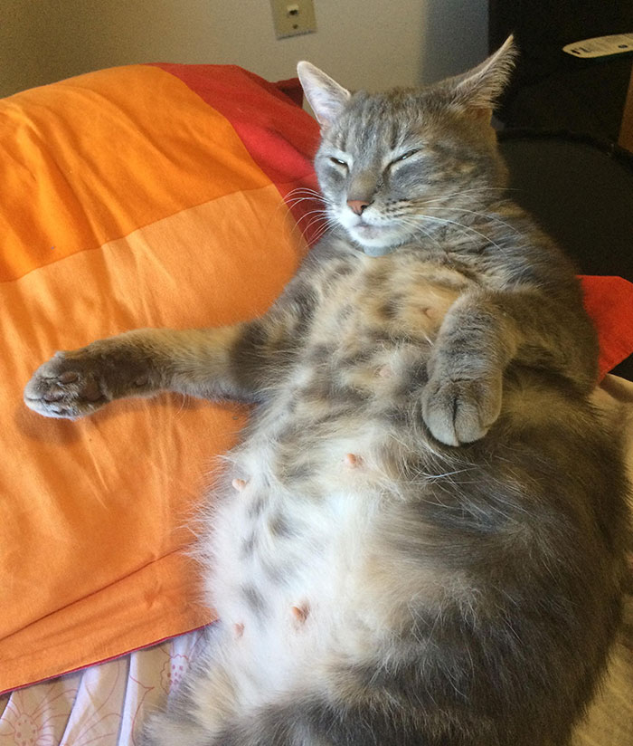 Estoy acogiendo a una gata muy embarazada. Hay cinco gatitos dentro