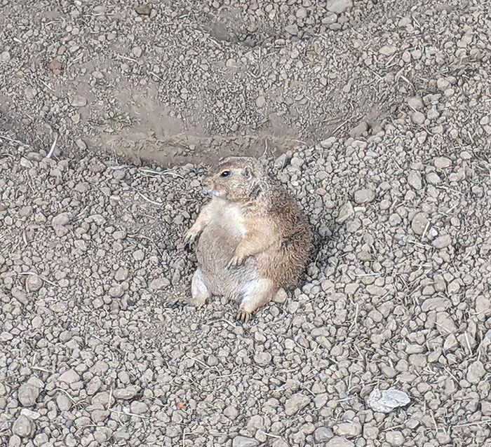 Para los que no han visto una marmota embarazada