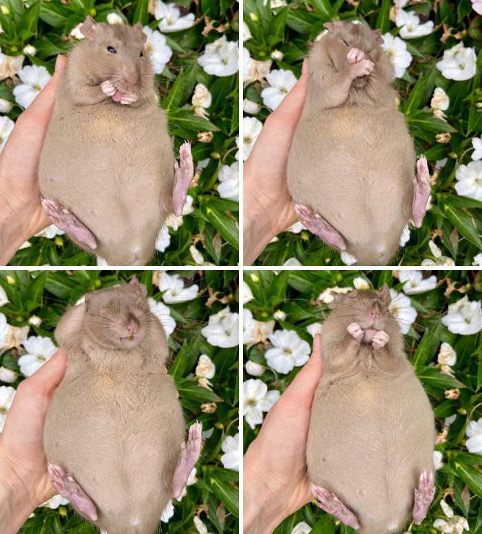 Patata embarazada. No podía decidir cuál de estas fotos de su vientre lleno de bebés compartir, así que ahí van todas. Esta chica se llama Latte y está muy embarazada