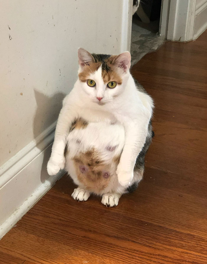 Mi amiga pilló a su gata embarazada sentada así