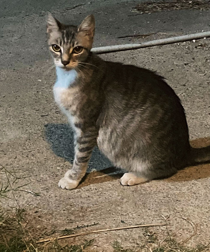 Una callejera embarazada me siguió a casa. Supongo que ahora tendré nietos gatitos