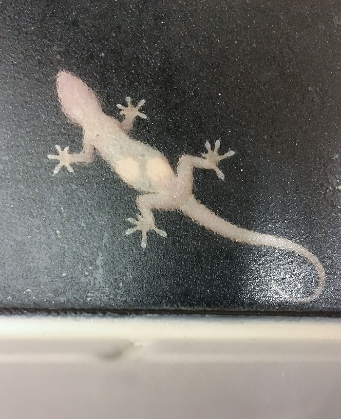 Gecko embarazada en la ventana del baño