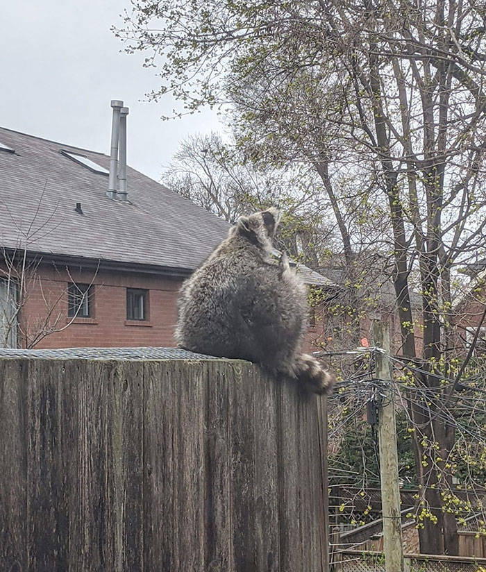 Unos amigos tienen un mapache preñado a punto de dar a luz. No es su mascota, sino un residente de su terraza