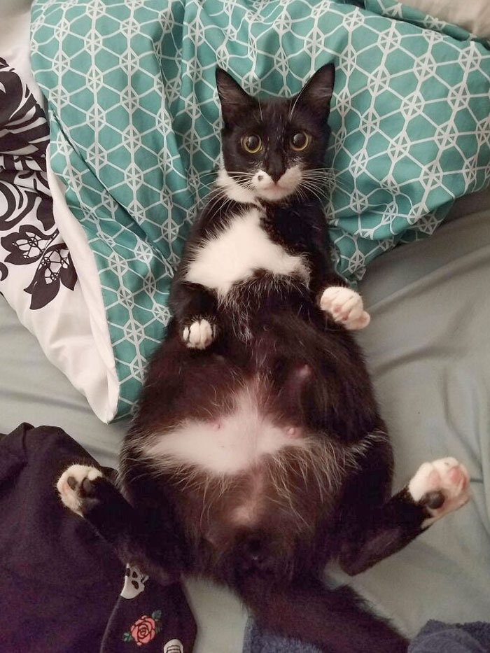 Mi chica favorita holgazaneando hasta que alguien le acaricia la barriga embarazada
