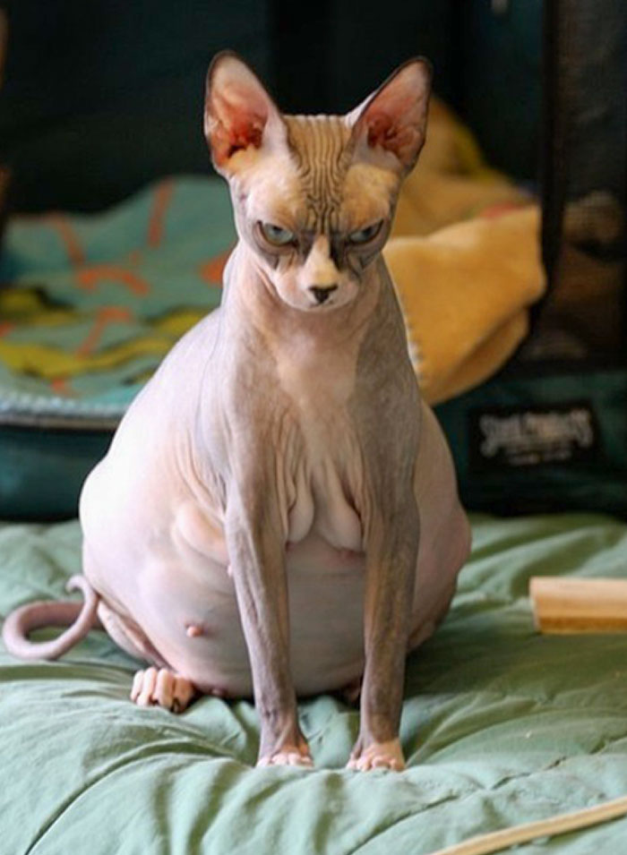 Esta gata sin pelo embarazada está harta al 300%, ni siquiera puede moverse