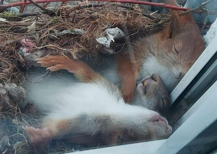 Ardillas durmiendo en el borde de una ventana 