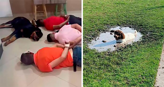 «¿Qué le pasa a tu perro?»: La gente publica imágenes de sus perros «funcionando mal» (35 fotos nuevas)