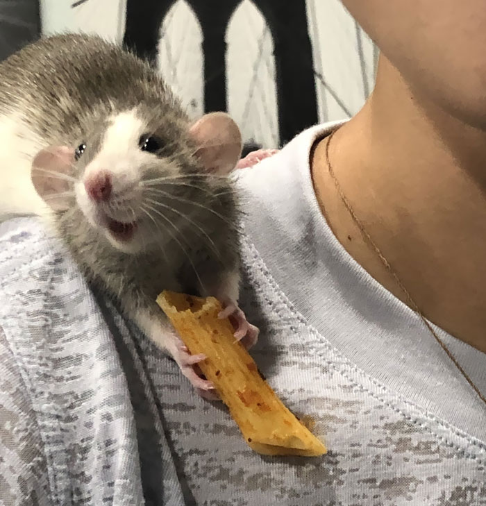 Mi rata contenta tras darle algo de pasta