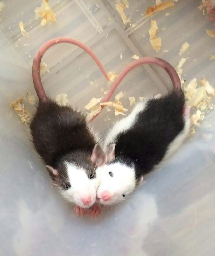 Pueden ser adorables